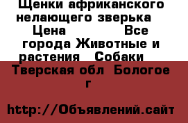Щенки африканского нелающего зверька  › Цена ­ 35 000 - Все города Животные и растения » Собаки   . Тверская обл.,Бологое г.